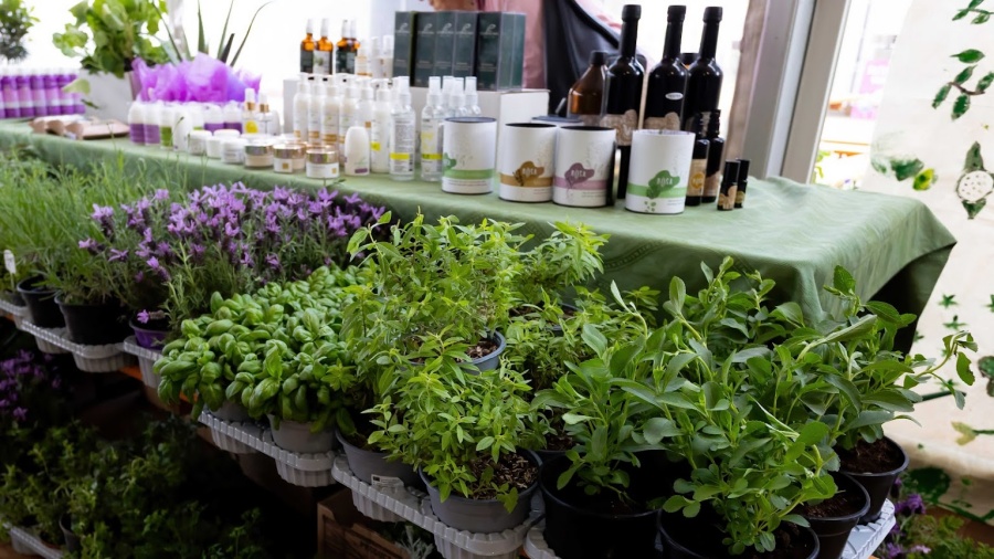 Festival samoniklog bilja Kršan Festival samoniklog bilja Kršan